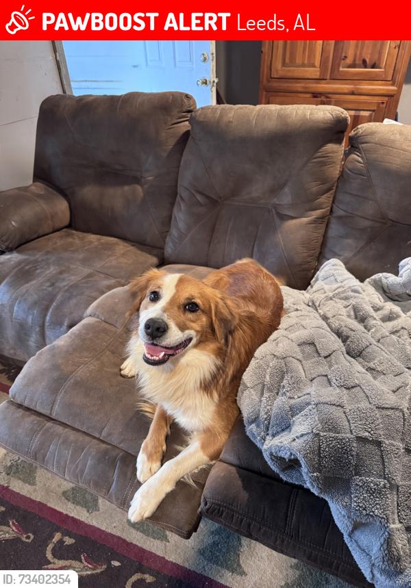 Lost Male Dog last seen Adams Road, Leeds, AL 35094