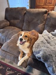 Lost Male Dog last seen Adams Road, Leeds, AL 35094