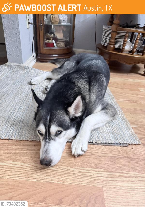Found/Stray Male Dog last seen Bittern Hollow/Woodwind, Austin, TX 78758