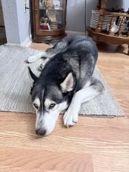 Found/Stray Male Dog last seen Bittern Hollow/Woodwind, Austin, TX 78758