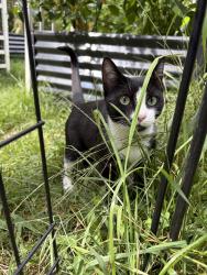 Reunited Unknown Cat last seen Erdoni Road and Lake Road, Columbia, CT 06237