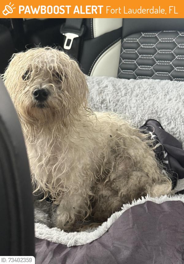 Found/Stray Male Dog last seen Riverland area. 35th and 16th st, Fort Lauderdale, FL 33312