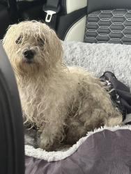 Found/Stray Male Dog last seen Riverland area. 35th and 16th st, Fort Lauderdale, FL 33312