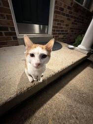Found/Stray Unknown Cat last seen Near Lucie Brown middle school, Richmond, VA 23225