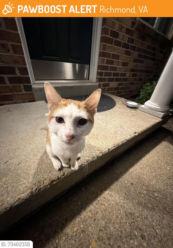 Found/Stray Unknown Cat last seen Near Lucie Brown middle school, Richmond, VA 23225