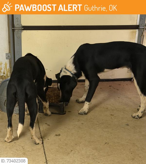 Found/Stray Male Dog last seen Post Rd & CR 75, Guthrie, OK 73044