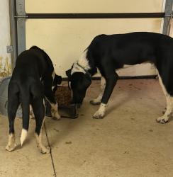 Found/Stray Male Dog last seen Post Rd & CR 75, Guthrie, OK 73044