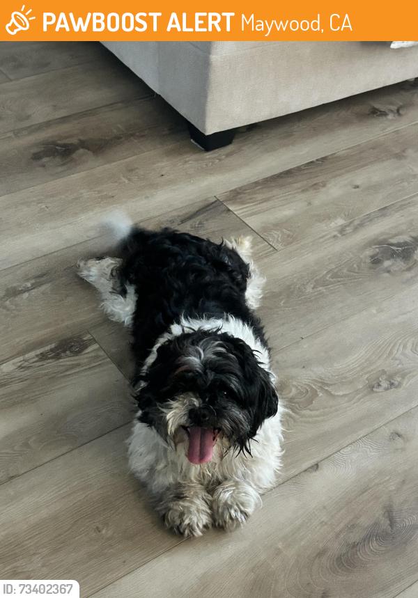 Found/Stray Unknown Dog last seen 55th St. and Corona St., Maywood, CA 90270