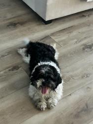 Found/Stray Unknown Dog last seen 55th St. and Corona St., Maywood, CA 90270
