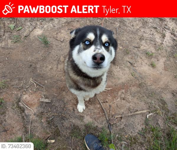 Lost Male Dog last seen Hwy 31 and CR 25, Tyler, TX 75705