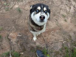 Lost Male Dog last seen Hwy 31 and CR 25, Tyler, TX 75705