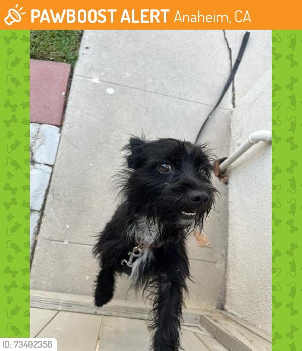 Found/Stray Unknown Dog last seen Euclid and Orange Streets, Anaheim, CA 92804
