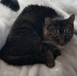 Reunited Female Cat last seen Lujan, Elk Grove, CA 95624