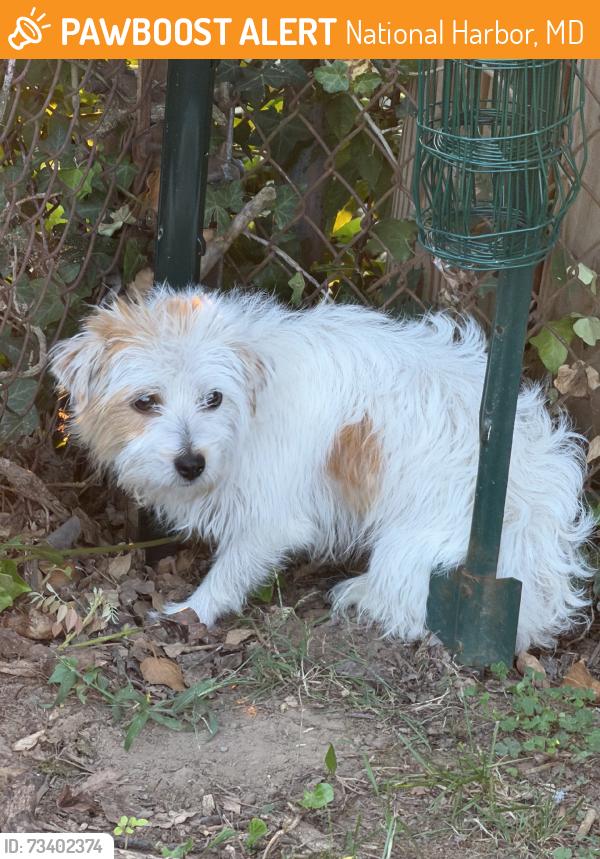 Found/Stray Male Dog last seen Winslow Rd and Elroy Place, National Harbor, MD 20745
