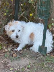Found/Stray Male Dog last seen Winslow Rd and Elroy Place, National Harbor, MD 20745
