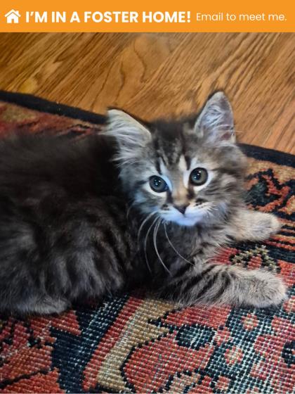 Shelter Stray Female Cat last seen Near Aisquith St, 21218, MD, 2490 Giles Rd, Baltimore, MD 21225, USA