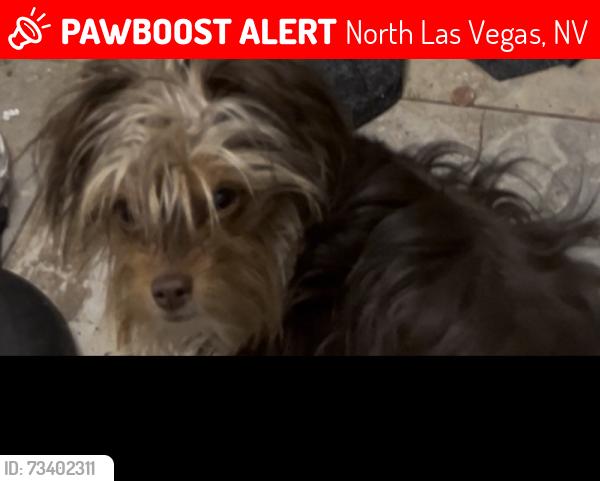 Lost Male Dog last seen Tonopah and Palmer, North Las Vegas, NV 89030