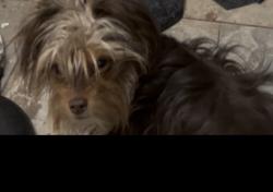 Lost Male Dog last seen Tonopah and Palmer, North Las Vegas, NV 89030