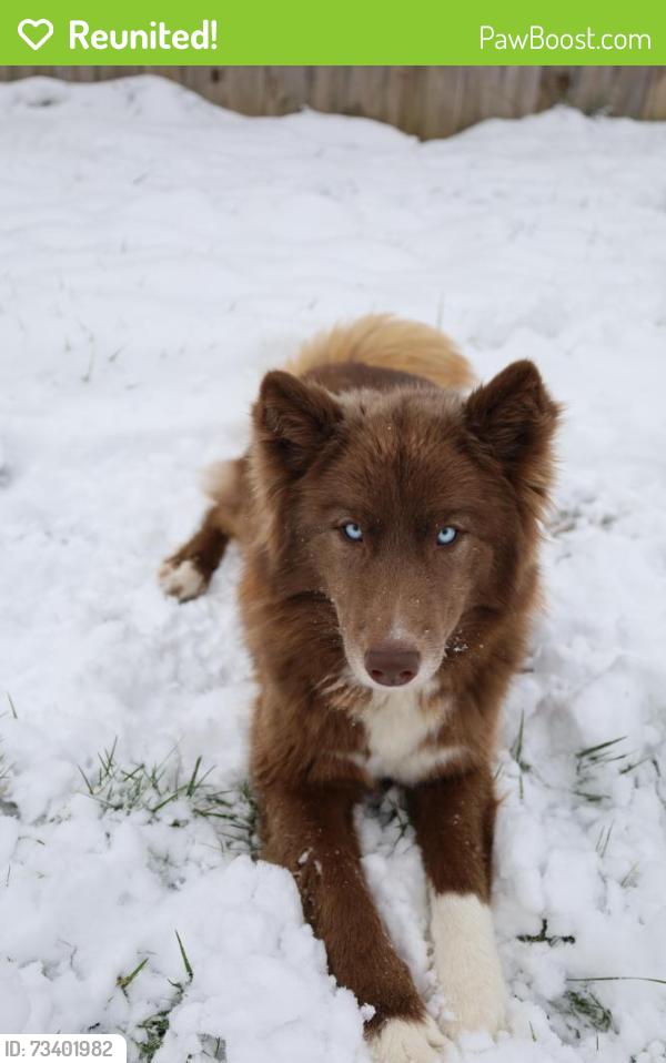 Reunited Female Dog last seen Briggs rd/Eakin Rd, Columbus, OH 43204