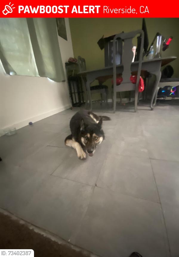 Lost Female Dog last seen Linden, Riverside, CA 92507