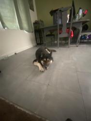 Lost Female Dog last seen Linden, Riverside, CA 92507