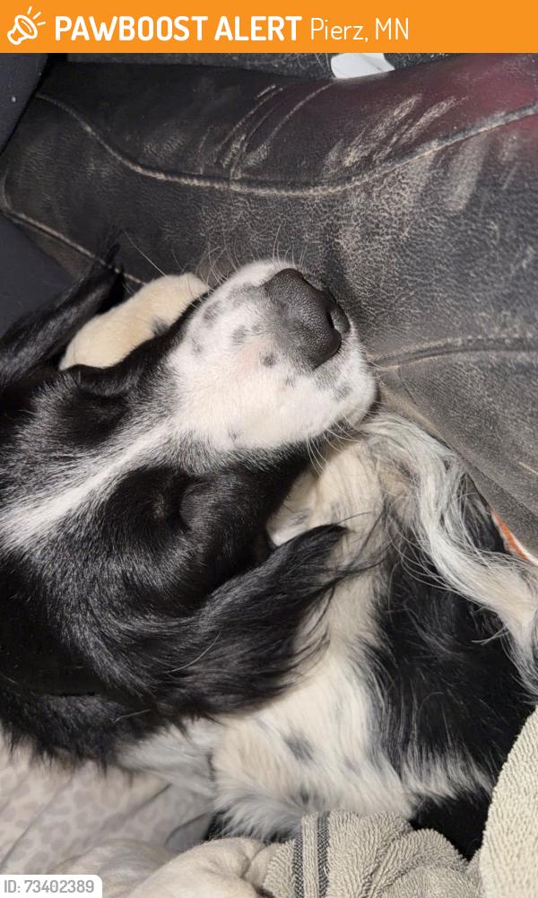 Surrendered Male Dog last seen dirt road northeast of pierz, Pierz, MN 56364