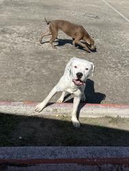 Found/Stray Male Dog last seen Flamborough, Pasadena, TX 77503