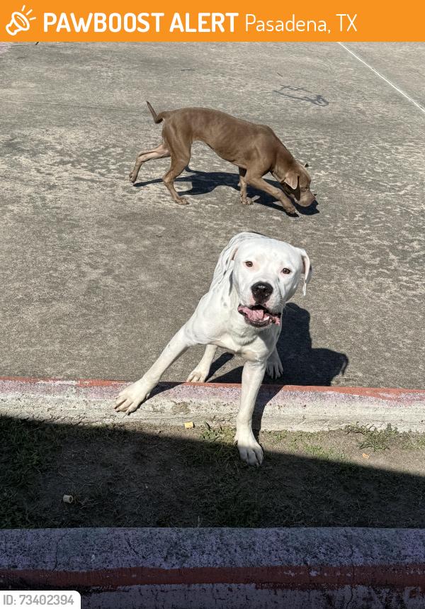 Found/Stray Male Dog last seen Flamborough, Pasadena, TX 77503