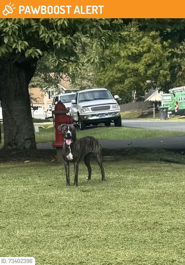 Found/Stray Female Dog last seen Sugar Maple Court, Fredericksburg, VA, Spotsylvania County, VA 22407