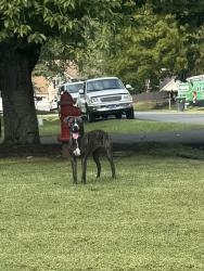 Found/Stray Female Dog last seen Sugar Maple Court, Fredericksburg, VA, Spotsylvania County, VA 22407