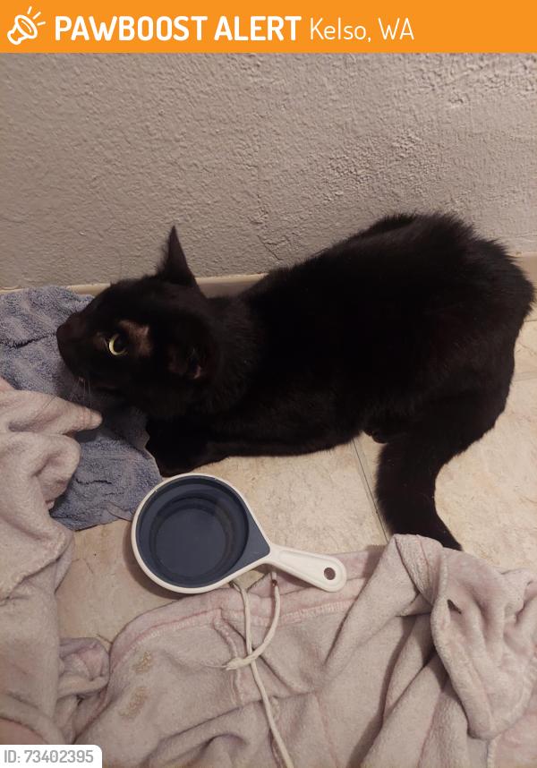 Found/Stray Unknown Cat last seen Near N 2nd ave kelso wa 98626, Kelso, WA 98626