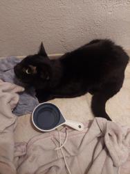 Found/Stray Unknown Cat last seen Near N 2nd ave kelso wa 98626, Kelso, WA 98626