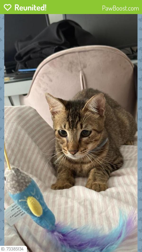 Reunited Male Cat last seen Princeton and Rowan Ave, East Los Angeles, CA 90023