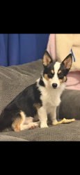 Lost Male Dog last seen Edwardsville park, Edwardsville, PA 18704