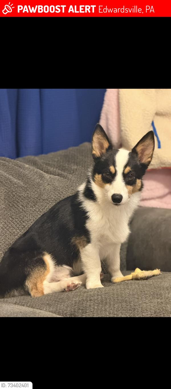 Lost Male Dog last seen Edwardsville park, Edwardsville, PA 18704