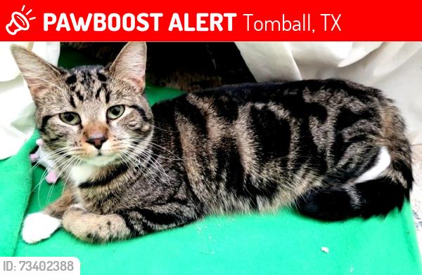 Lost Female Cat last seen Lakewood forest area, Downford Dr., Gilbert's Dr, and Oxenford Dr, Tomball, TX 77377