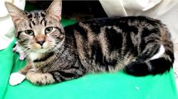 Lost Female Cat last seen Lakewood forest area, Downford Dr., Gilbert's Dr, and Oxenford Dr, Tomball, TX 77377