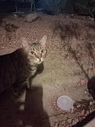 Found/Stray Unknown Cat last seen Columbus 29th st, Tucson, AZ 85711