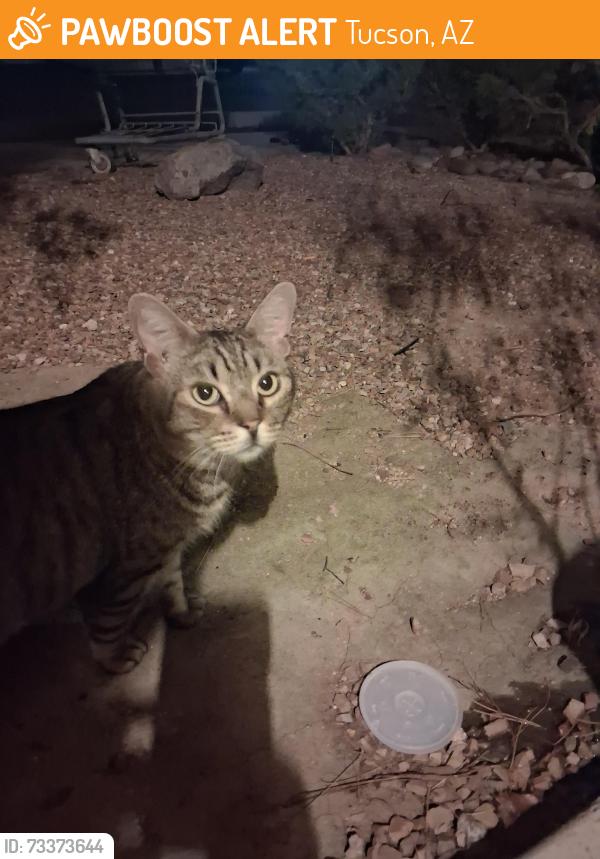 Found/Stray Unknown Cat last seen Columbus 29th st, Tucson, AZ 85711