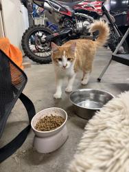 Reunited Unknown Cat last seen 84th ST and HWY 9, Lake Stevens, WA 98258