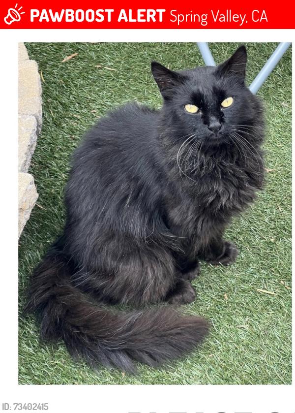 Lost Male Cat last seen Worthington and paradise valley, Spring Valley, CA 91977