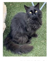 Lost Male Cat last seen Worthington and paradise valley, Spring Valley, CA 91977