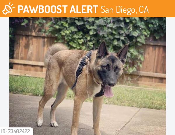 Found/Stray Unknown Dog last seen Torrey pines road and la jolla shore drive, San Diego, CA 92037