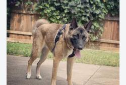 Found/Stray Unknown Dog last seen Torrey pines road and la jolla shore drive, San Diego, CA 92037