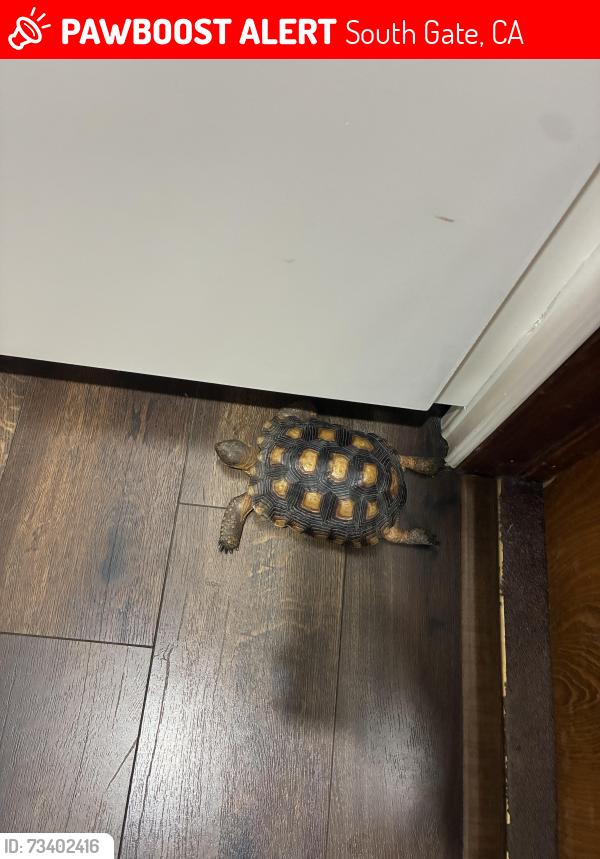 Lost Female Reptile last seen Alley between Garfield Ave and Utah Ave closer to the Monroe side, South Gate, CA 90280