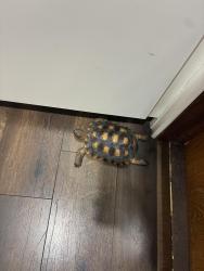 Lost Female Reptile last seen Alley between Garfield Ave and Utah Ave closer to the Monroe side, South Gate, CA 90280