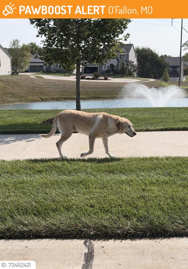 Found/Stray Unknown Dog last seen Montrachet Drive, O'Fallon, MO 63368