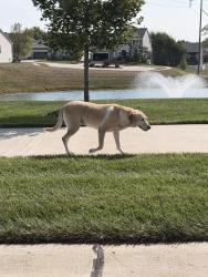 Found/Stray Unknown Dog last seen Montrachet Drive, O'Fallon, MO 63368