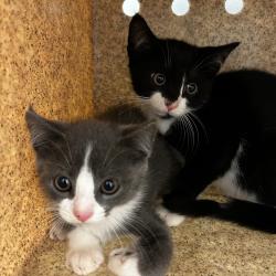 Shelter Stray Male Cat last seen , Animal Care & Control Team of Philly, 111 W Hunting Park Ave, Philadelphia, PA 19140, USA