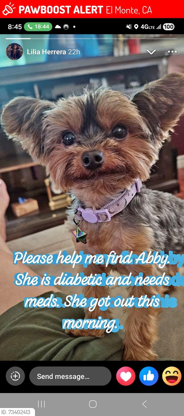 Lost Female Dog last seen Near galax st. South el monte, El Monte, CA 91733